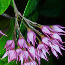 Image of umbel clerodendrum