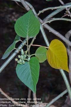 Ipomoea carnea Jacq. resmi