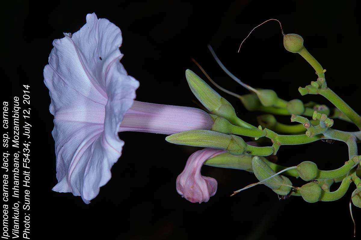 Слика од Ipomoea carnea Jacq.