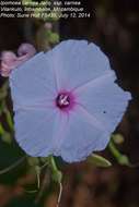 Слика од Ipomoea carnea Jacq.