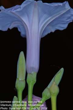 Слика од Ipomoea carnea Jacq.