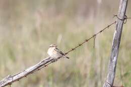 Image of Whinchat