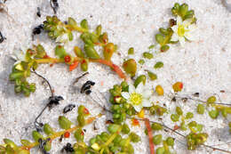 Image of Calandrinia pygmaea F. Müll.