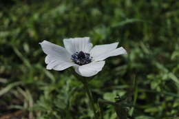 Image of lilies-of-the-field