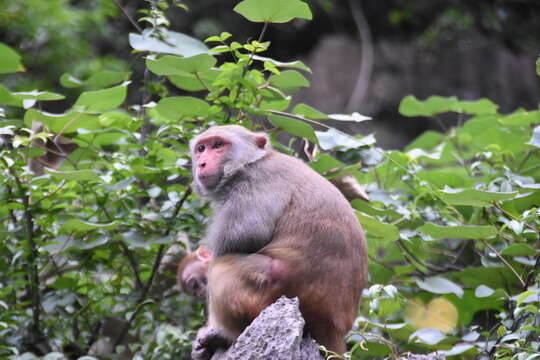 Image of Rhesus Monkey