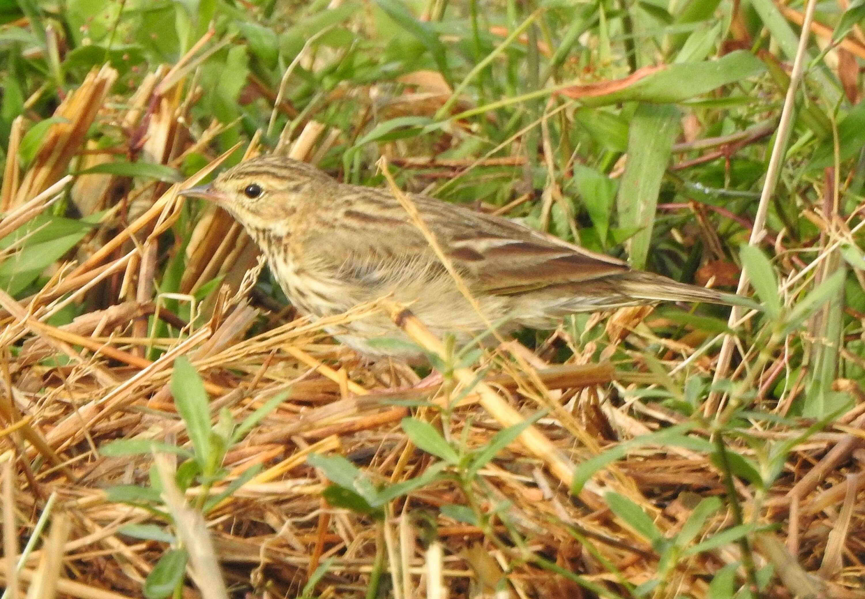 Image of Tree Pipit