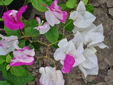 Слика од Bougainvillea