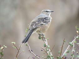 Image of Patagonian Mockingbird