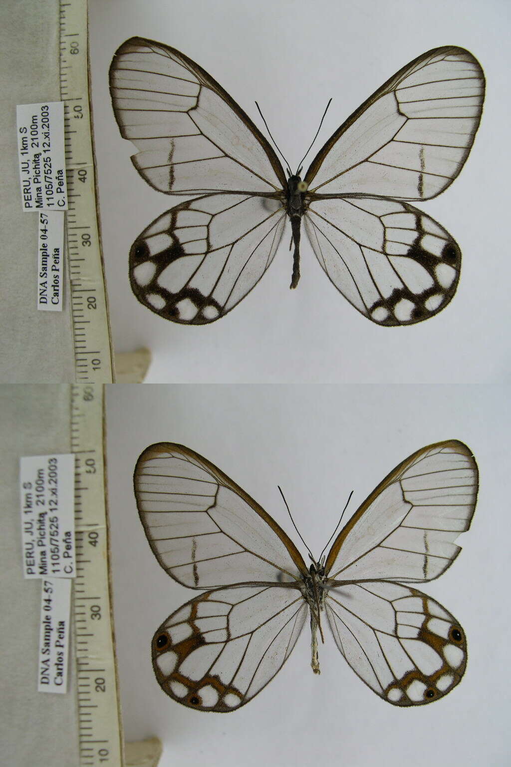 Image of Pseudohaetera hypaesia Hewitson 1854