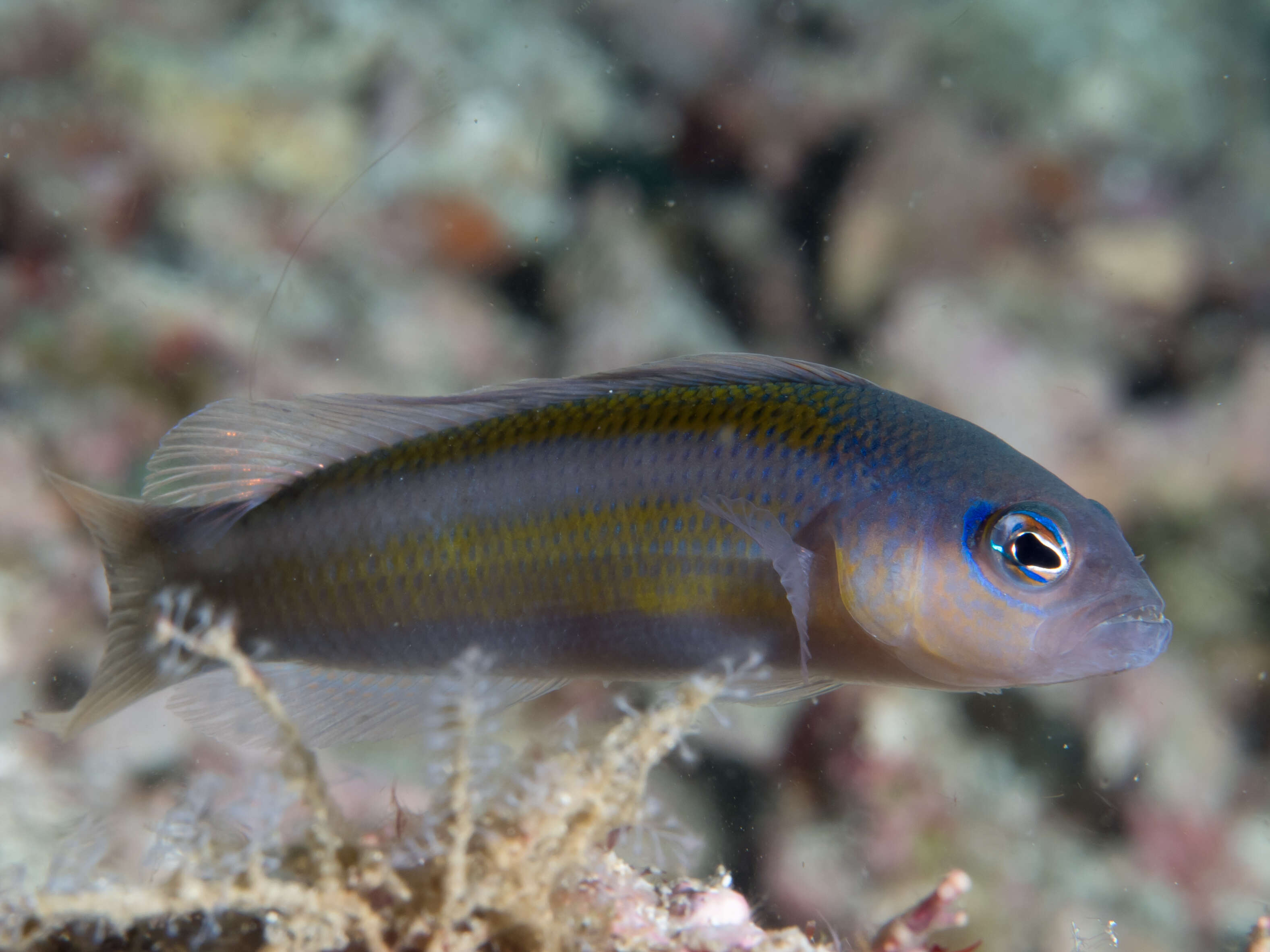 Слика од Pseudochromis ammeri Gill, Allen & Erdmann 2012