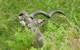 Image of Greater Kudu