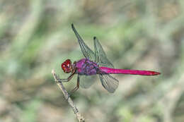 Image of Carmine Skimmer