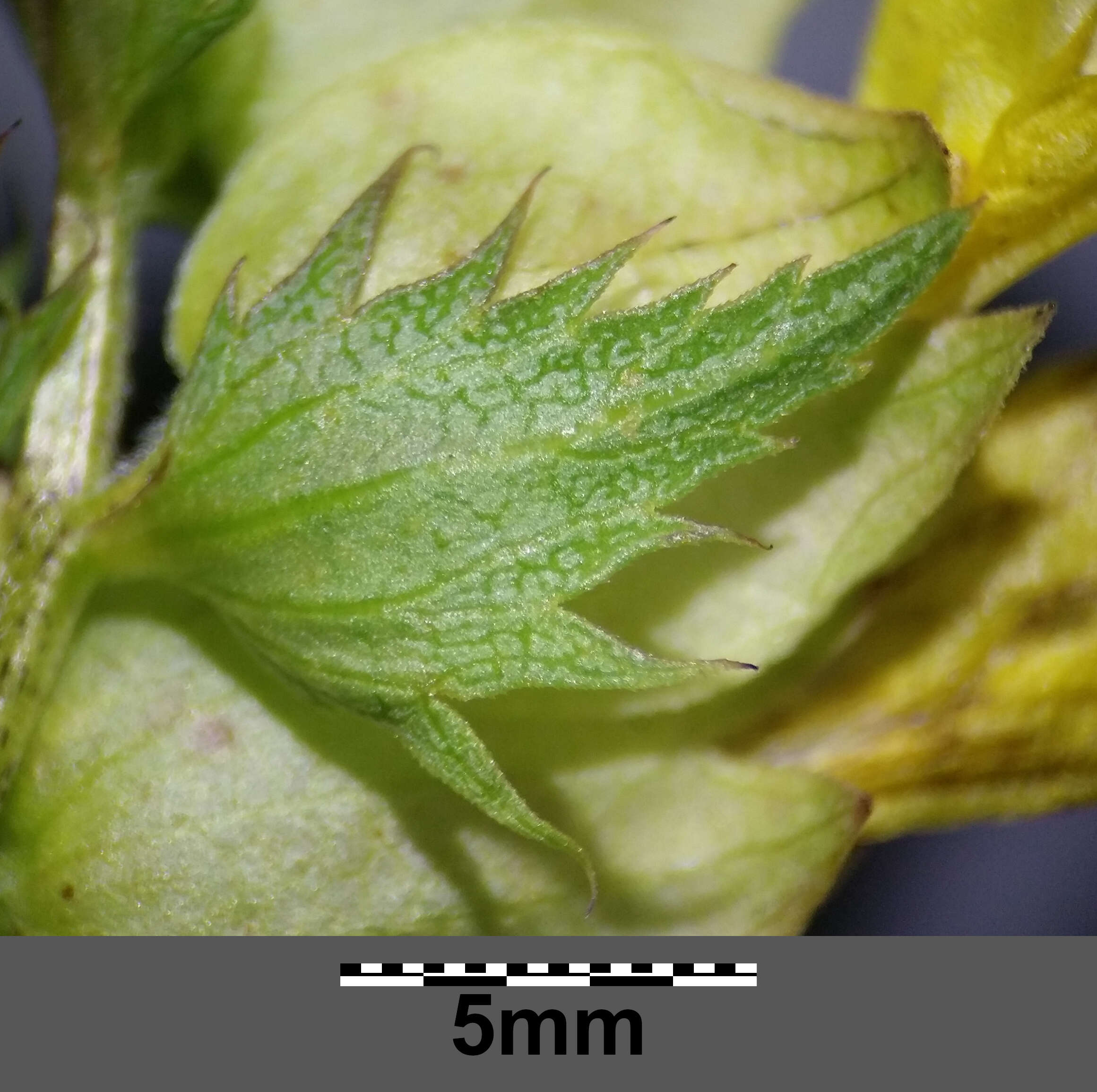 Image of late-flowering yellow rattle