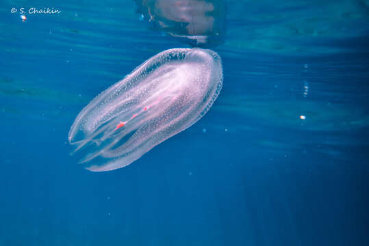 Image of comb jelly