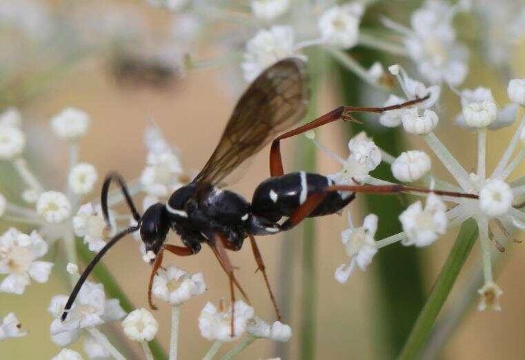 صورة Ceropales maculata (Fabricius 1775)