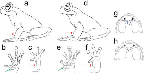 Image of Hyloscirtus tolkieni