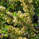 Image of Salix apoda Trautv.