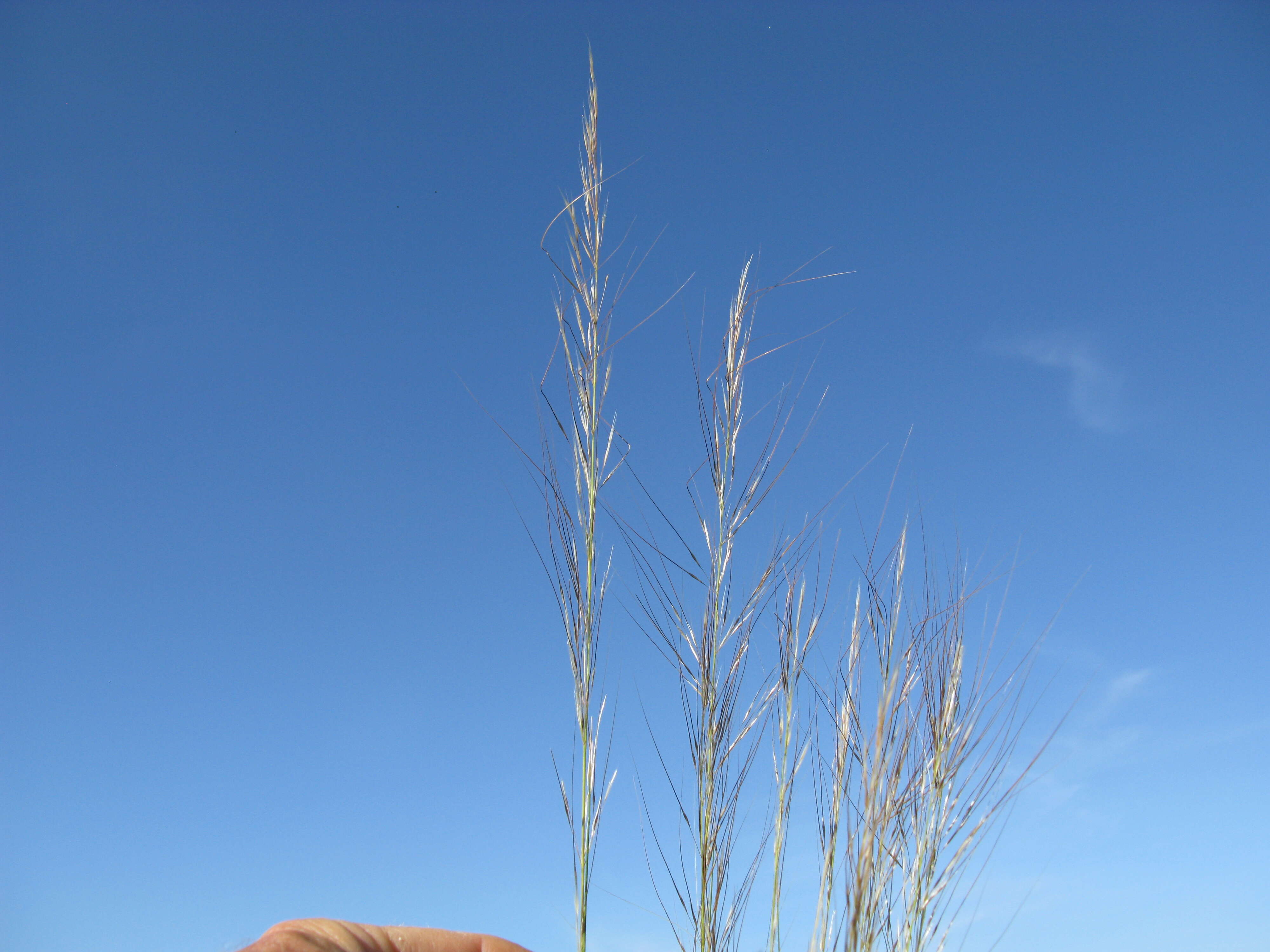 Image of Austrostipa scabra (Lindl.) S. W. L. Jacobs & J. Everett