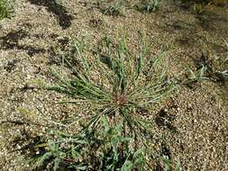 Image of Orange Foxtail