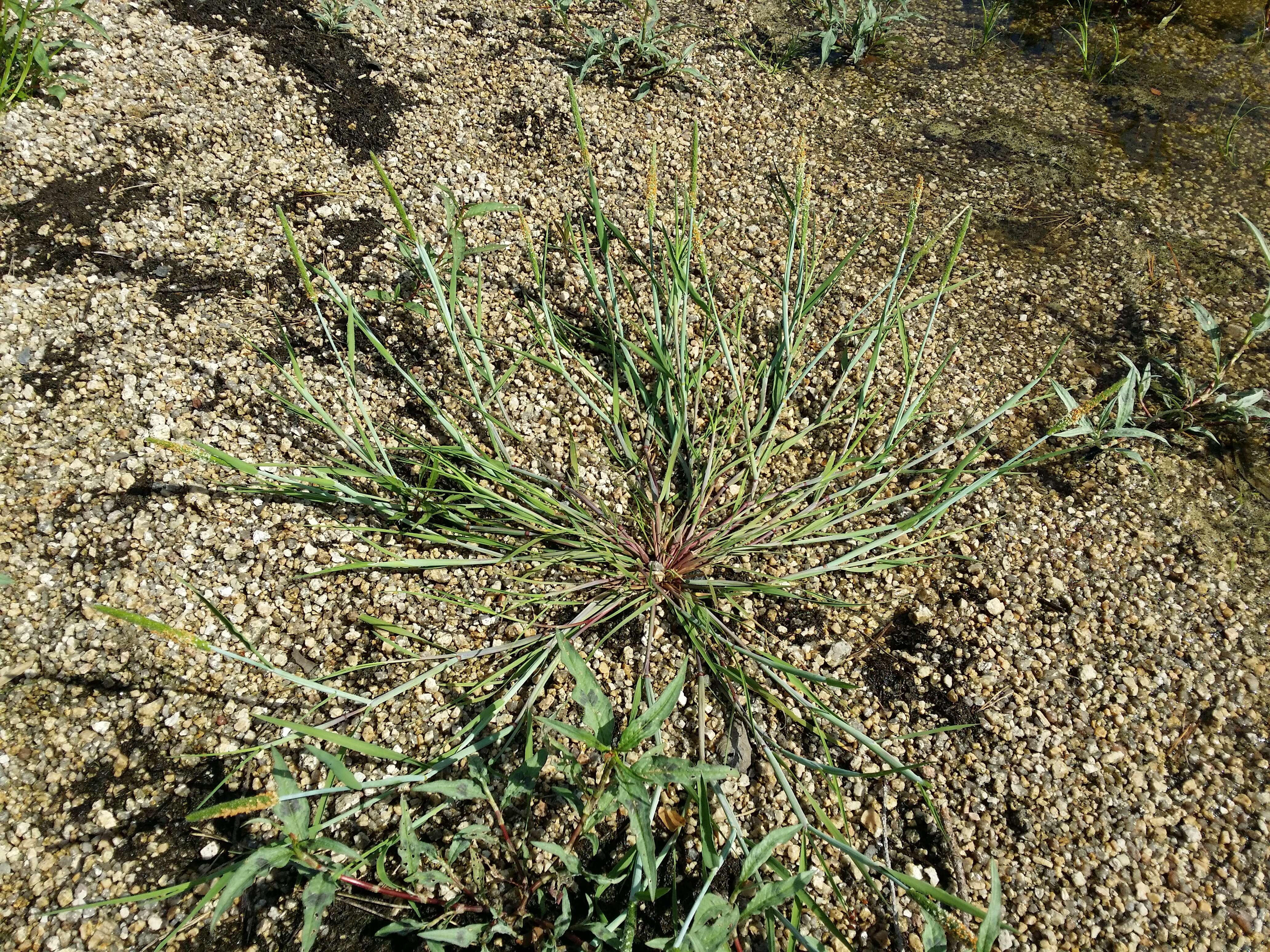 Image of Orange Foxtail