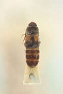 Image of Brachypeplus