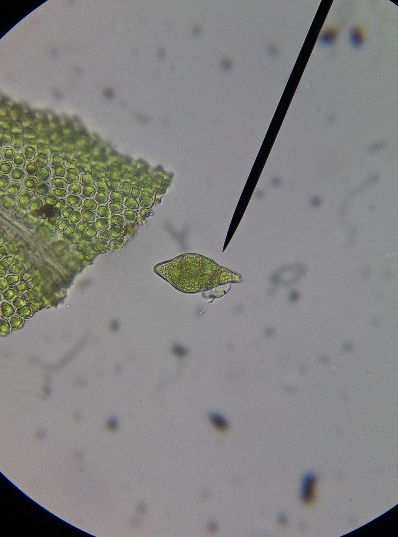 Image of aulacomnium moss