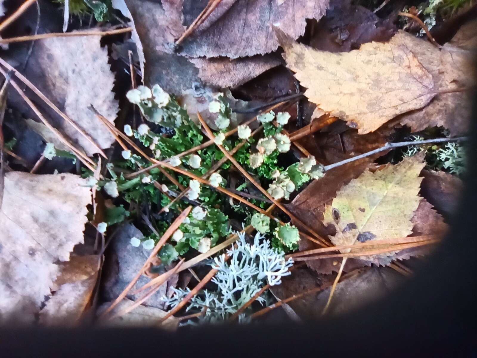 Image of cup lichen