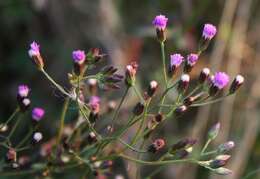 Image of ironweed