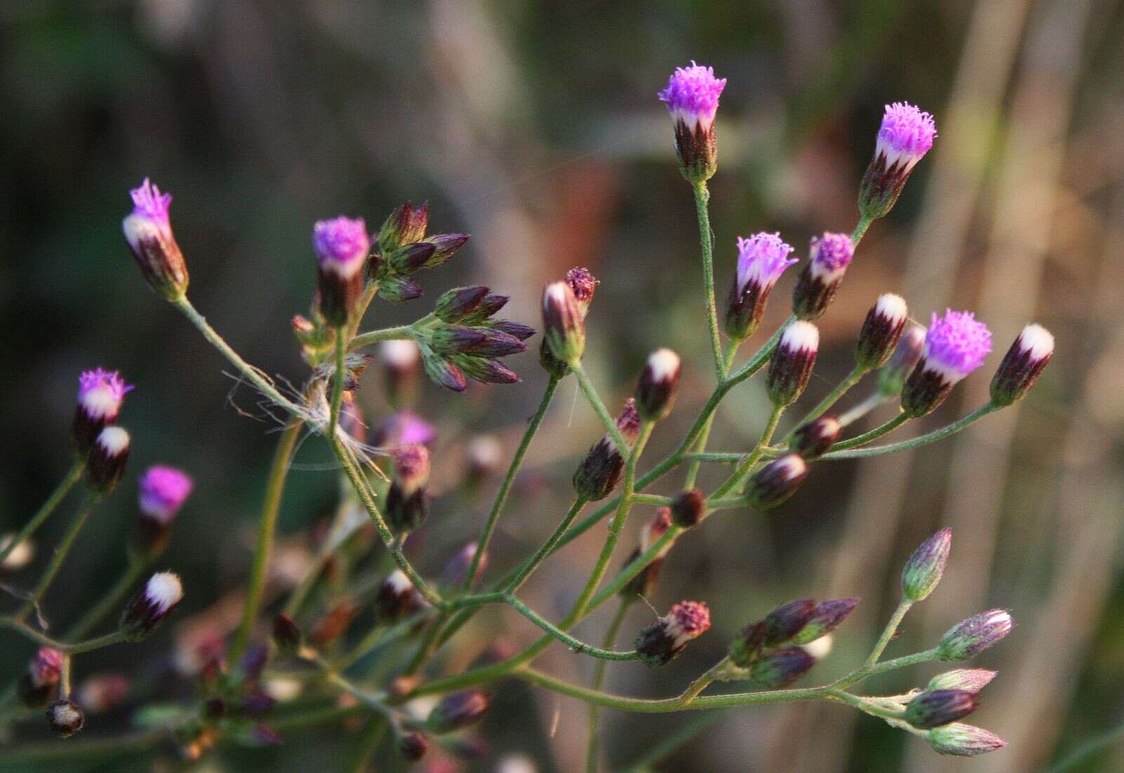 Image of ironweed