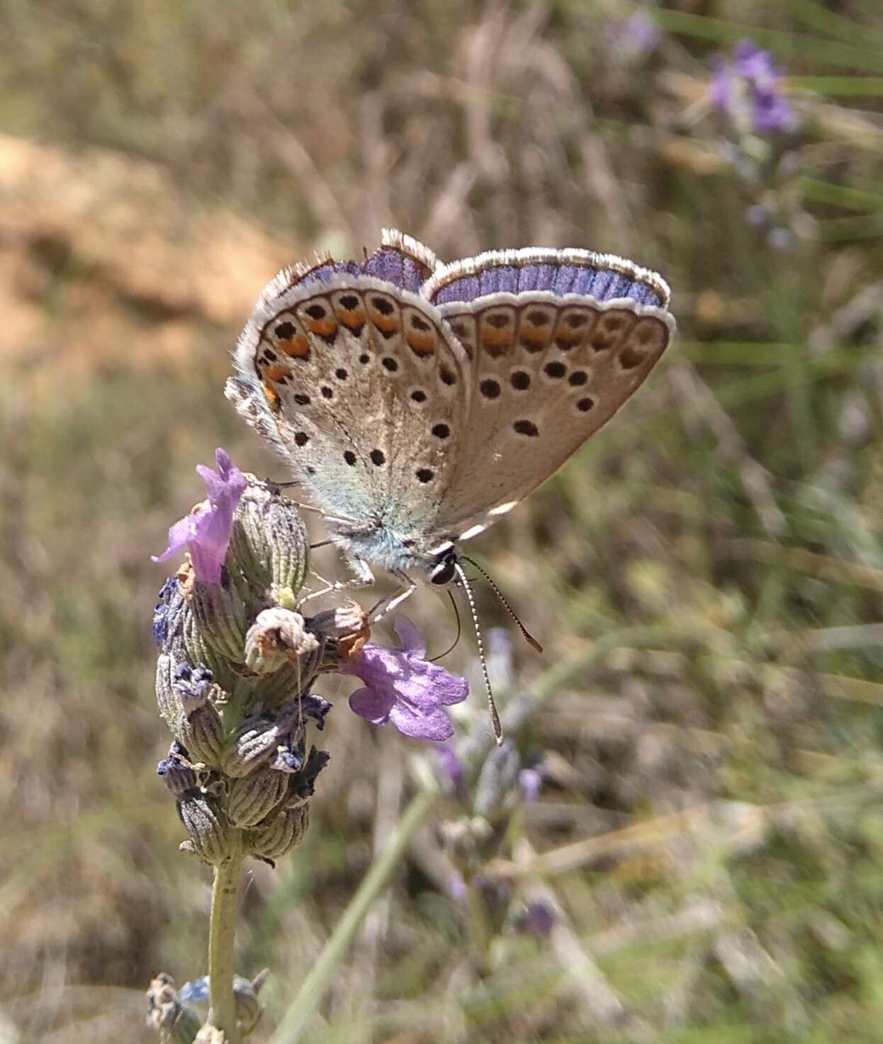 Image of Polyommatus escheri