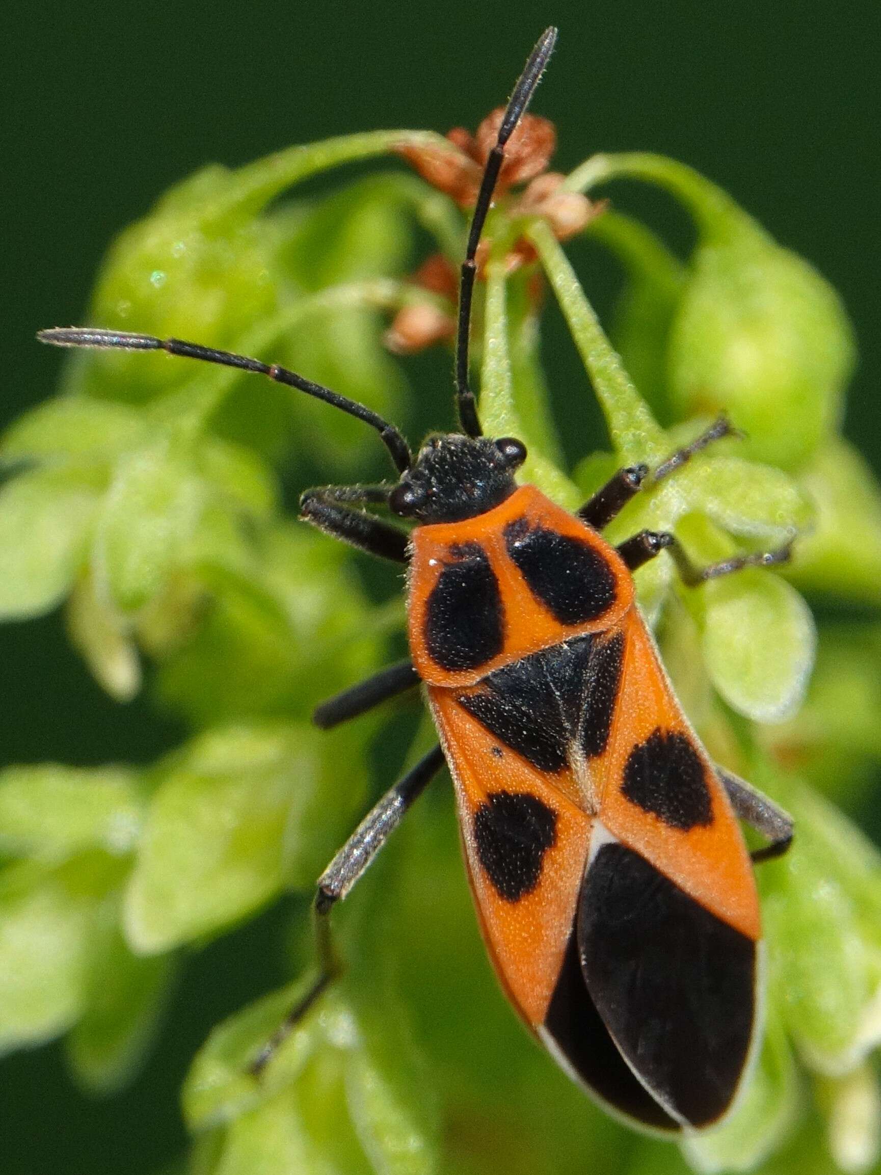 Image de Tropidothorax sinensis