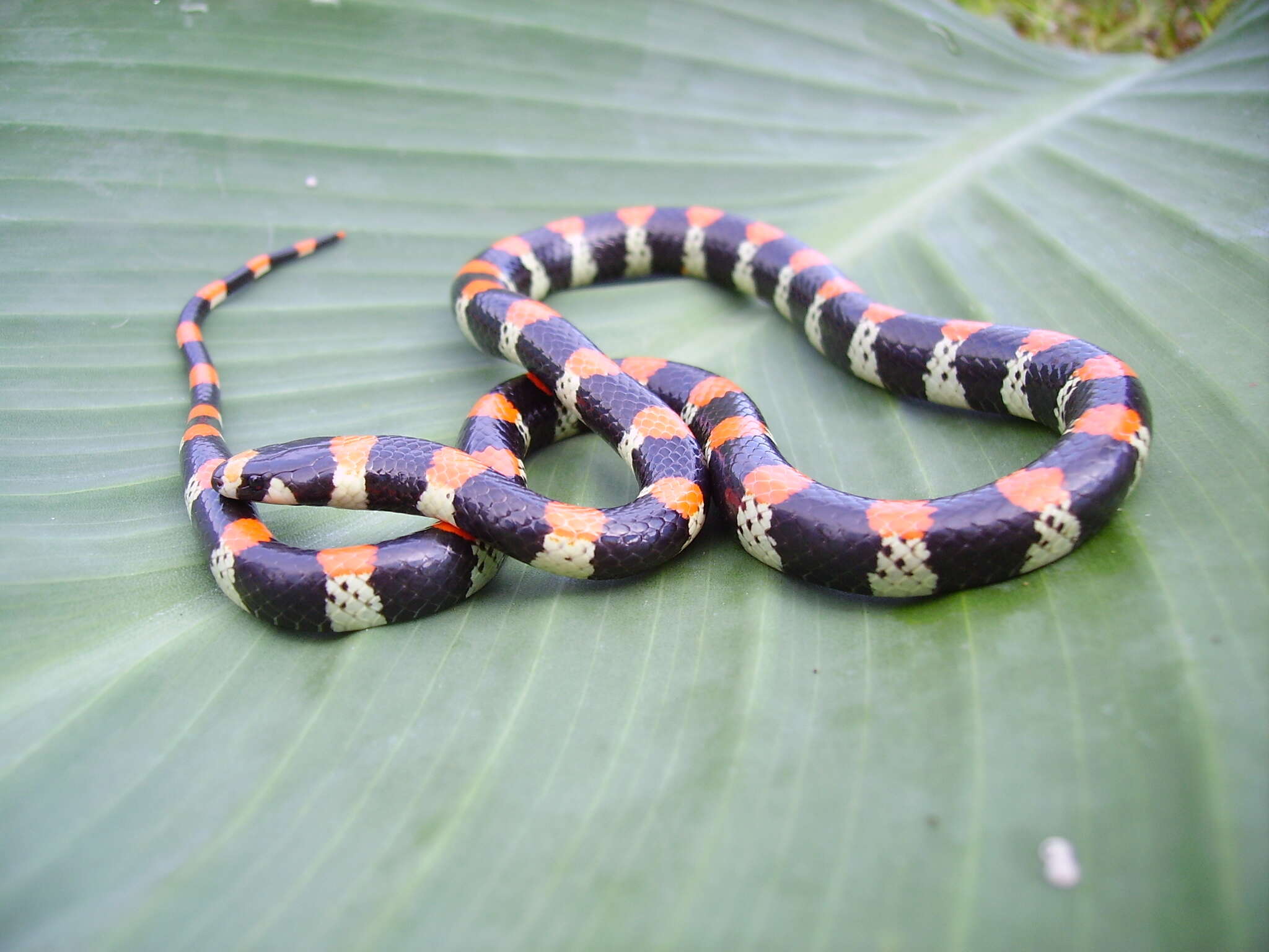 Image of Black-banded Snake