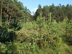 Imagem de Rhododendron tomentosum (Stokes) Harmaja