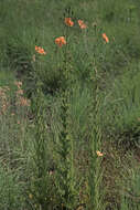 Image of Orange poppy