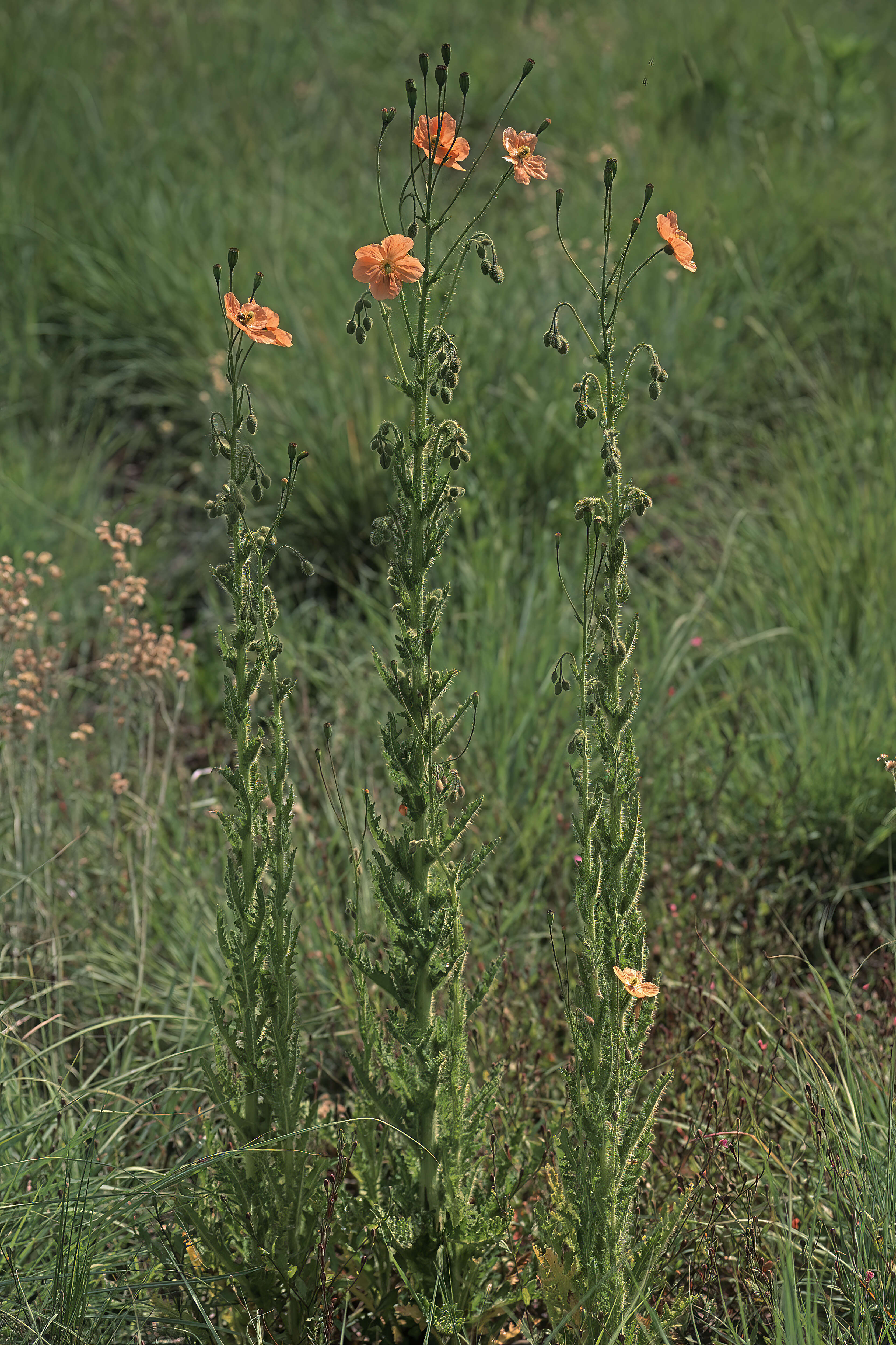 Image of Orange poppy