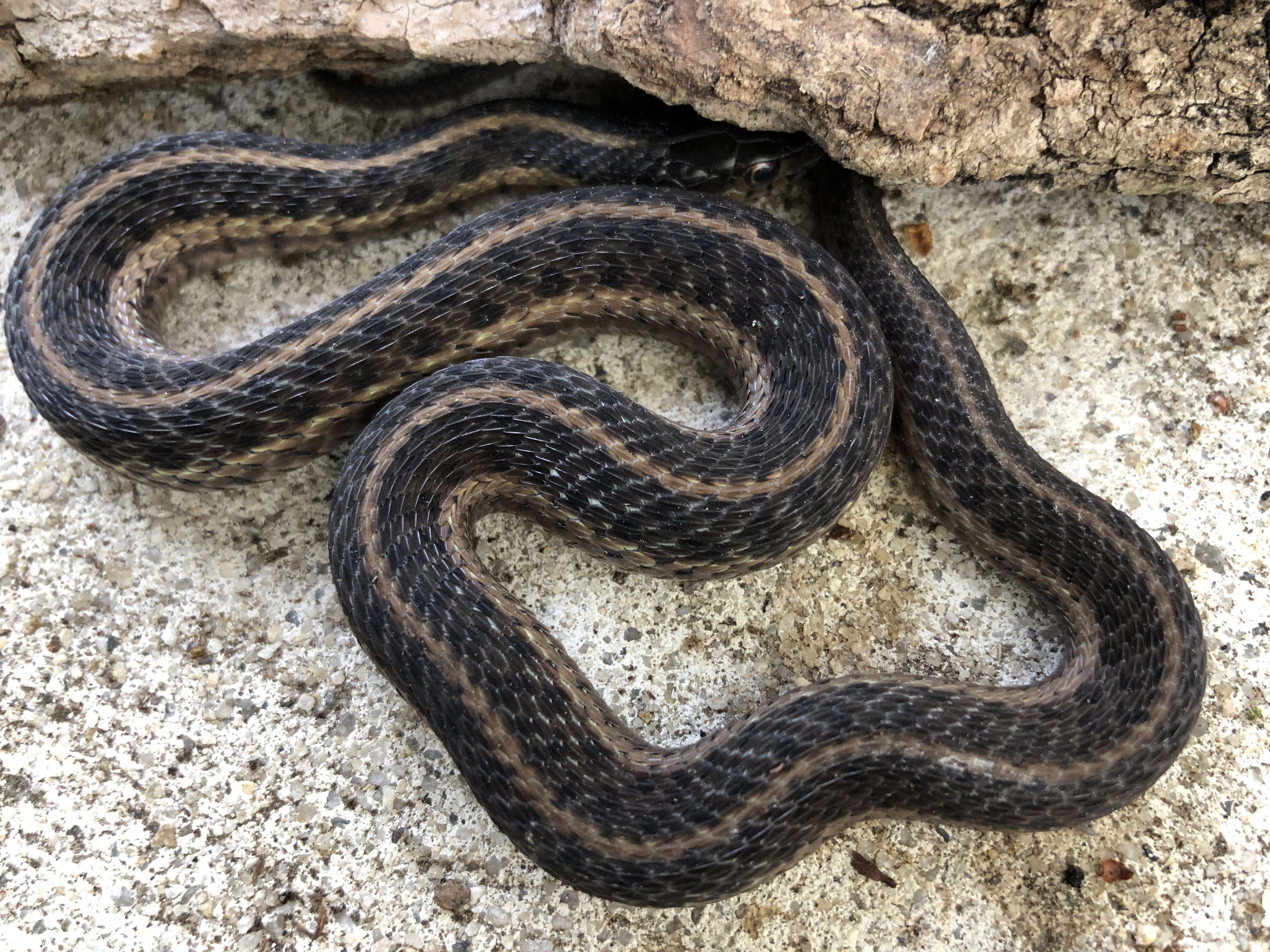 Image of Thamnophis sirtalis sirtalis (Linnaeus 1758)