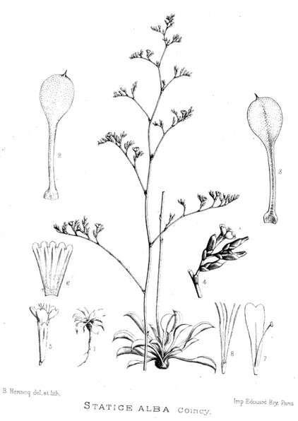 Image of Marsh Rosemary