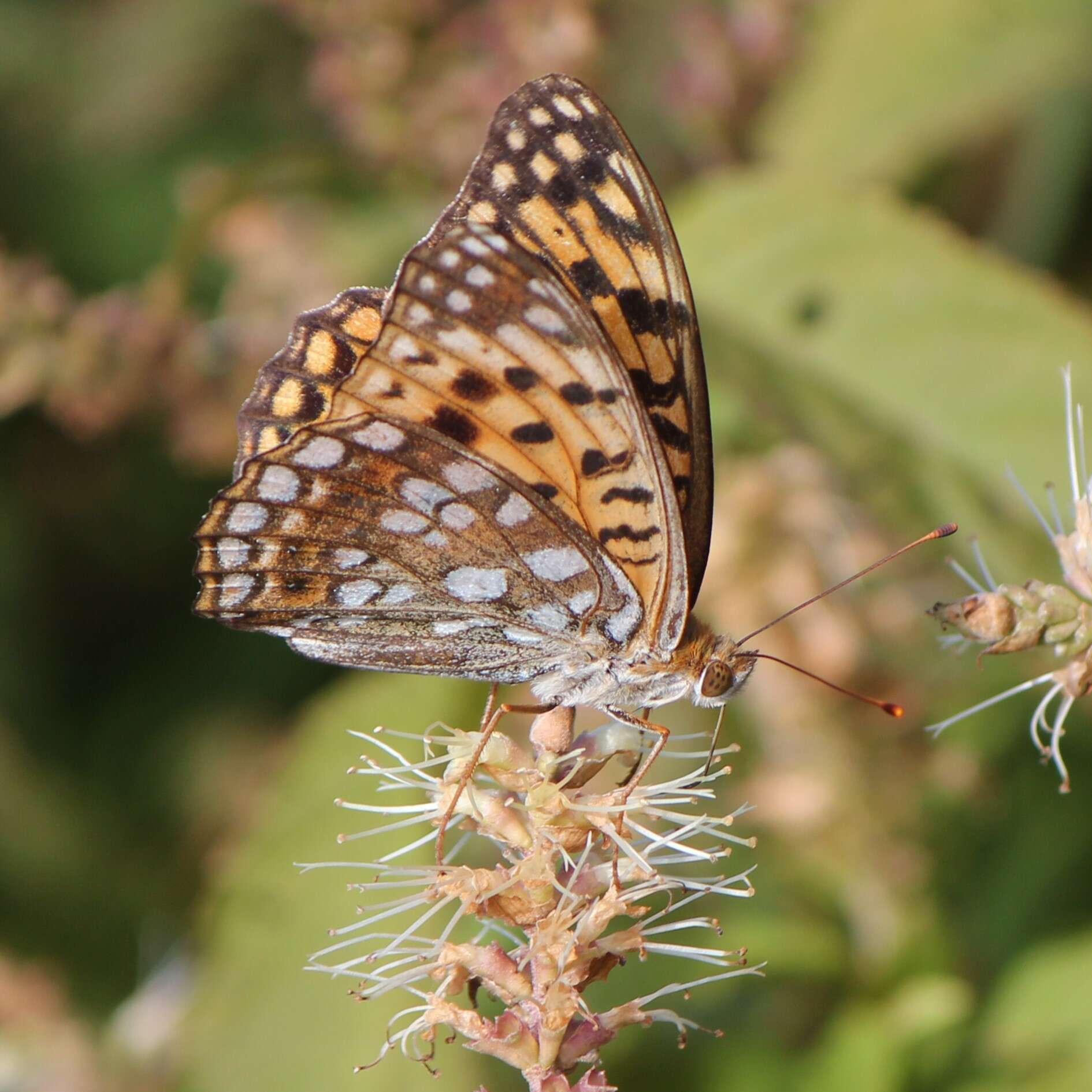 Image of High brown fritillary