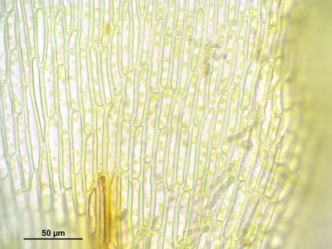 Image of orthotrichum moss