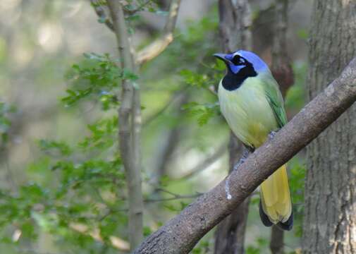 Image of Green Jay