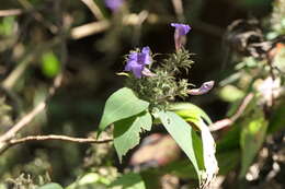 Strobilanthes integrifolius (Dalz.) Kuntze resmi