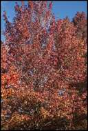 Image of American Sweetgum