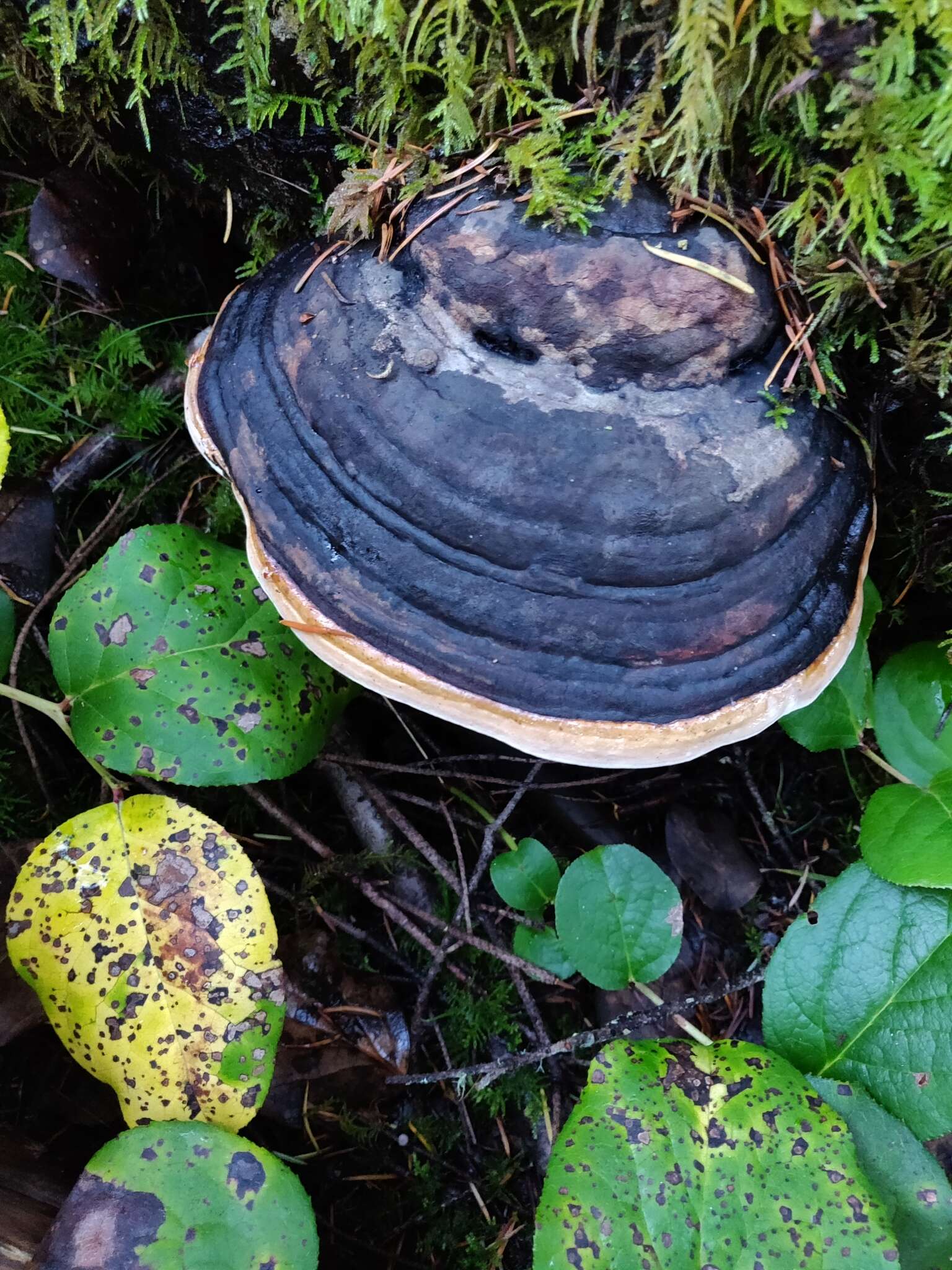 Image of Fomitopsis mounceae