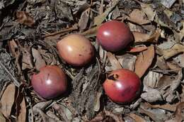 Image of Athertonia diversifolia (C. T. White) L. A. S. Johnson & B. G. Briggs