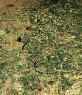 Image of Olive Whip Snake