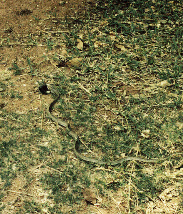 Image of Olive Whip Snake