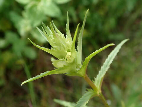 Image of late-flowering yellow rattle