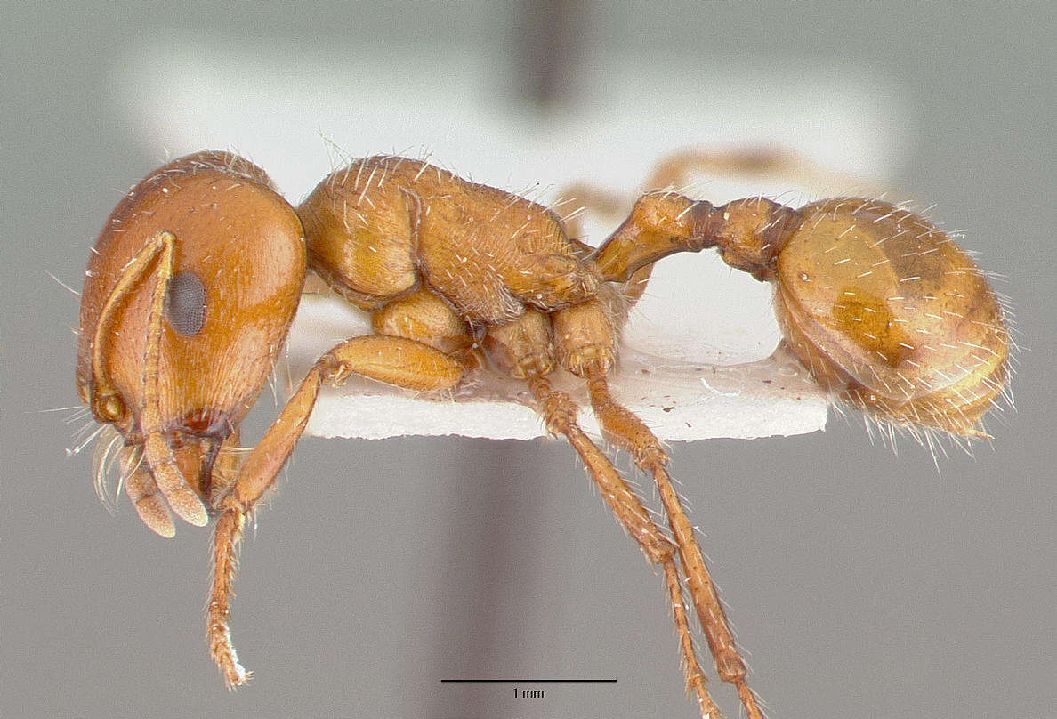 Image of Pogonomyrmex bigbendensis Francke & Merickel 1982