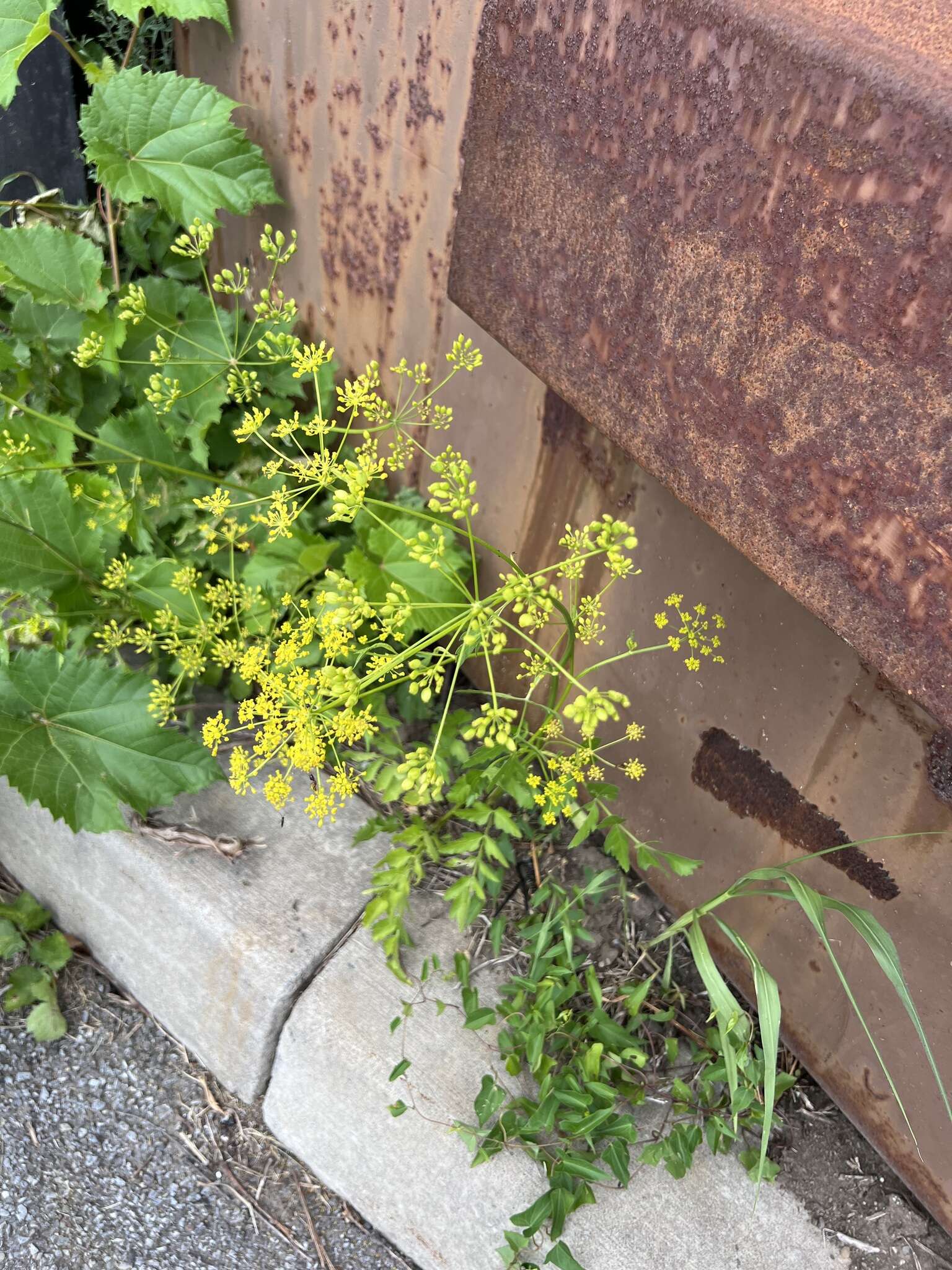 Image of wild parsnip