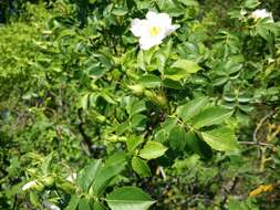 Image of dog rose